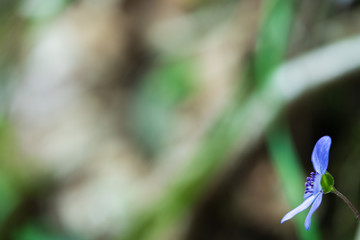ザゼンソウの花