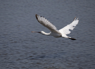 Big white bird, the 