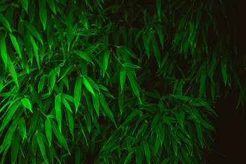 Naklejka na ściany i meble The leaves of bamboo are deep green. Natural green background.
