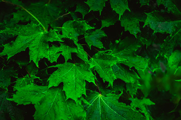 Deep green leaves with raindrops. Natural green background.
