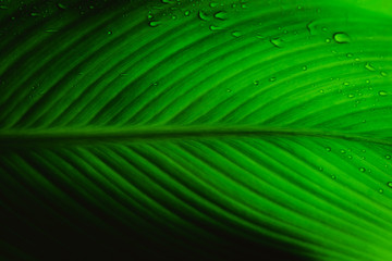 Deep green leaves with raindrops. Natural green background.