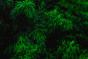 The leaves of bamboo are deep green. Natural green background.
