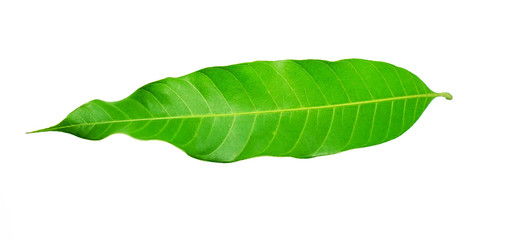 Obraz premium Mango leaves on a white background. 