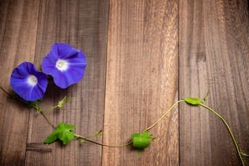 青紫のアサガオ