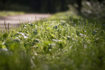 Glow of dew on the grass on an early sunny morning