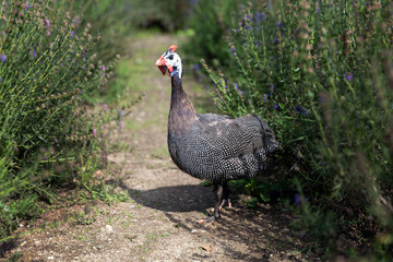 Guinea fowl on the path
