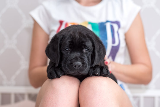 Black Labrador puppy in the arms of a girl.