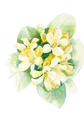 Fototapeta na wymiar Color illustration of flowers in watercolor paintings