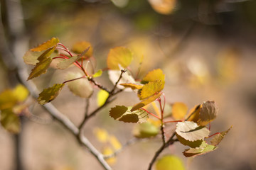 Birch leaves in spring in the sun