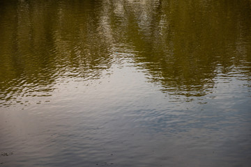 Water surface with reflected trees