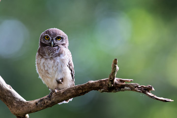 barn owl perched on a branch