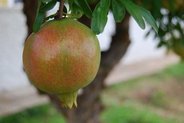 Pomegranate Fruit Hanging on Tree