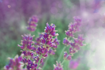 Naklejka premium floral blurred background. Lavender flowers in blurred light