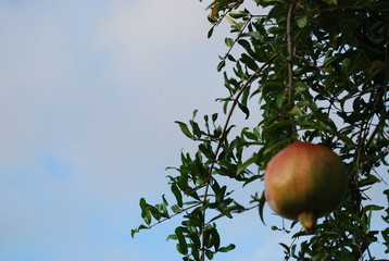 Pomegranate Tree with Blue Sky