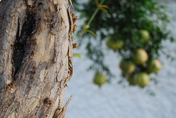 Pomegranate Tree with Blurred Fruit