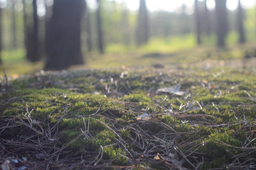 Nature summer forrest 