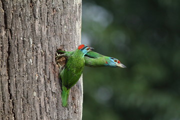Blue-throated barbet 
