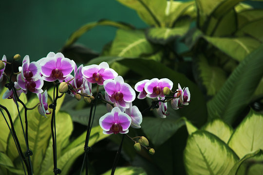 Archid with Pink and White Petals