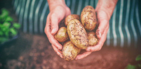 Gardener harvesting potatoes at greenhouse
