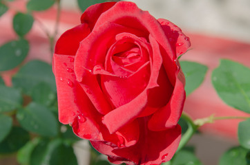 beautiful rose
