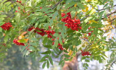 Rowan berries on a branch. Autumn harvest. Rowan tree berries hang on a green branch.