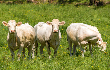 herd of cows on a field