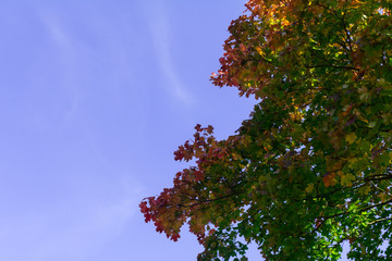 Autumn maple tree