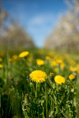 Yellow flowers dandelions on a green meadow between apple trees on a sunny day