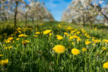 Yellow flowers dandelions on a green meadow between apple trees on a sunny day