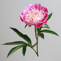 Peony flower of pink color with a light center isolated on a gray background.