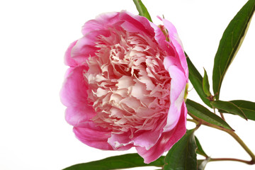 Pink peony flower with a bright center isolated on a white background.