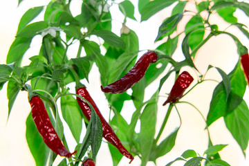 A bush of homemade red pepper with red pods
