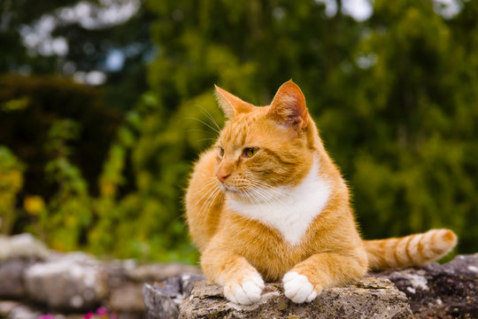 Nice portrait of a ginger or orange marmalade tabby cat enjoying some peace and quiet on a stone garden wall shot with shallow focus