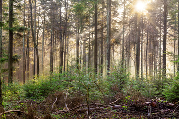 autumn forest mist with sunlight rays