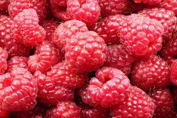 Raspberries red in bulk close-up of a many of berries background. Full depth of field.