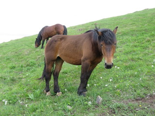 Mauntain Stolovi Serbia wild horses