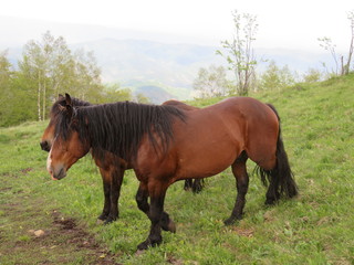 Obraz premium Mauntain Stolovi Serbia wild horses