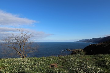 越前海岸の水仙畑