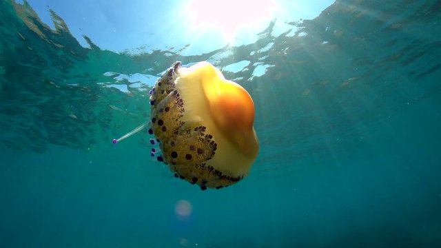 Underwater a fried egg jellyfish, Cotylorhiza tuberculata, in the Mediterranean sea below water surface, French Riviera, France