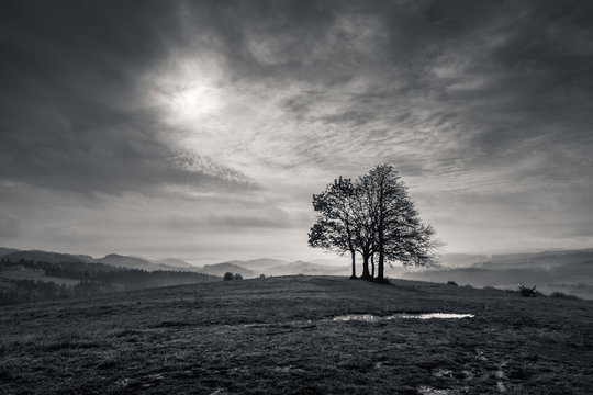 Lonely tree in mountains at cloudy day, Spisz, Poland