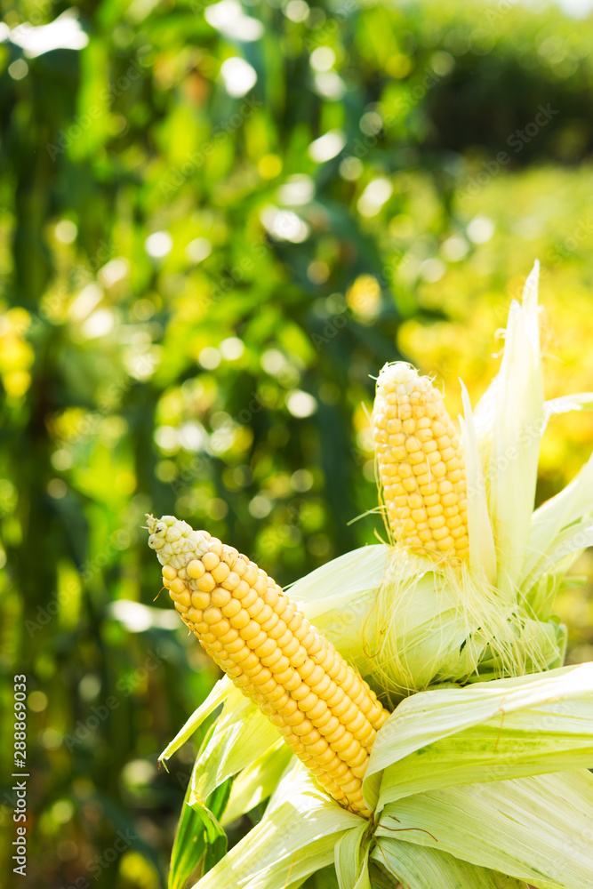 Wall mural Closeup of fresh corn in a field