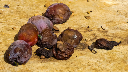Rotting windfall plums, on a concrete path. Differing degrees of decay with winged insects (green bottle flies) feasting on Nature's bounty. Natural landscape image. England.