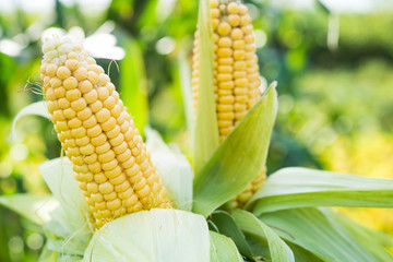 Closeup of fresh corn in a field