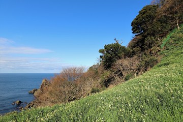 越前海岸の水仙畑