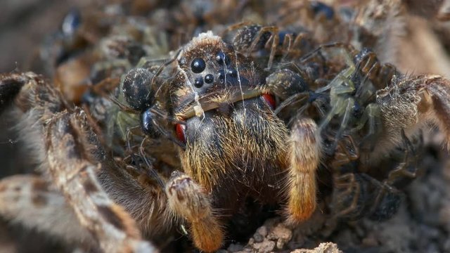 South Russian tarantula wolf spider (Lycosa singoriensis) mother cleaning itself