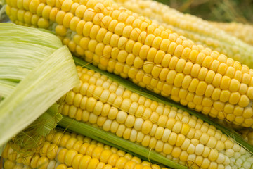 close up of fresh yellow corn