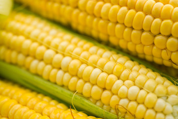 close up of fresh yellow corn