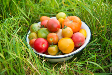 Fresh multicolored tomatoes in a bowl on a field
