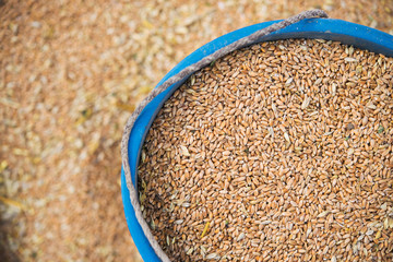 full bucket of grain