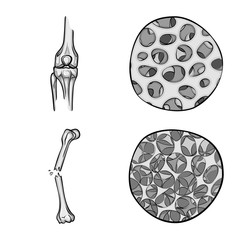 Vector design of biology and medical sign. Set of biology and skeleton stock symbol for web.